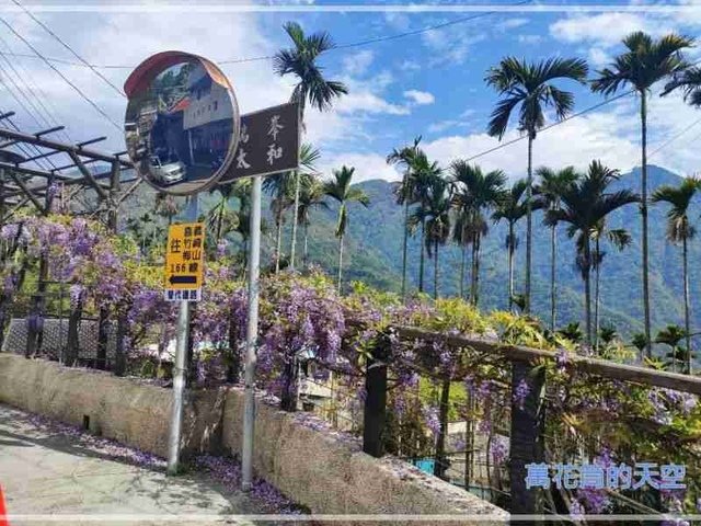 萬花筒的天空39嘉義.jpg - 20220321嘉義瑞里紫藤花小公主&amp;圓潭自然生態園區