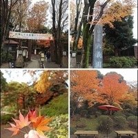 相簿封面 - 20191210東京駒込六義園りくぎえん賞楓