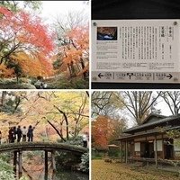 相簿封面 - 20191210東京駒込六義園りくぎえん賞楓