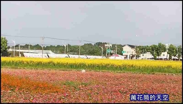 萬花筒A22新社花海2020.jpg - 20201126台中新社花海