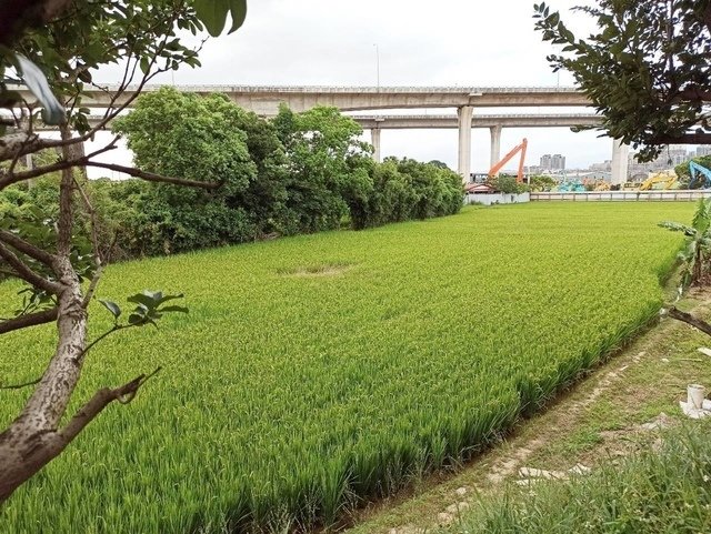20200626桃園一日遊_200706_111.jpg - 20200628桃園蘆竹蘆興景觀埤塘生態公園(桃園大圳1-16碑塘)