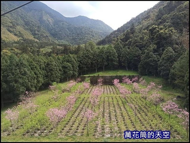 萬花筒52A南投.jpg - 20200226南投九族文化村櫻花季