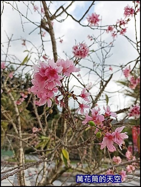 萬花筒40A南投.jpg - 20200226南投九族文化村櫻花季