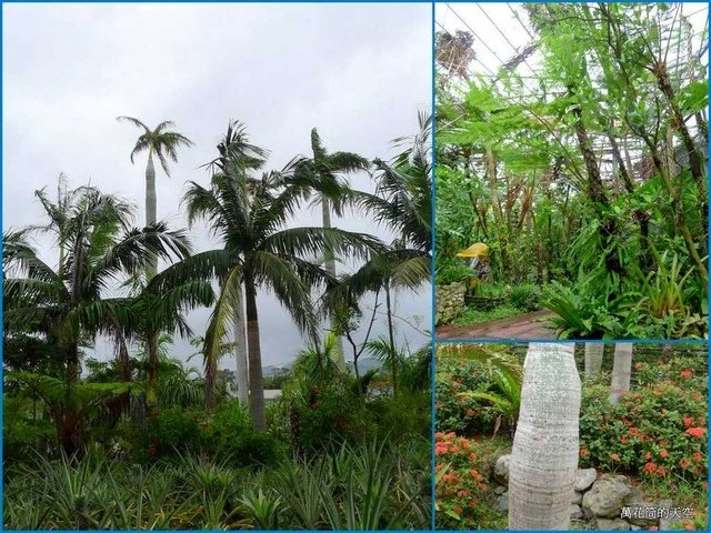[沖繩]名護鳳梨園(Nago Pineapple Park，