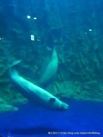 [韓國]2012麗水世博水族館