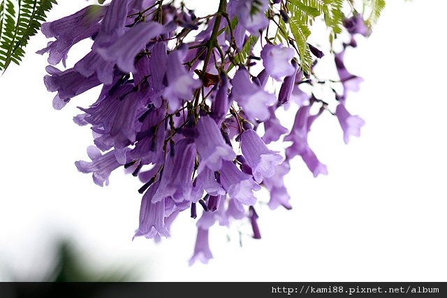 藍花楹2