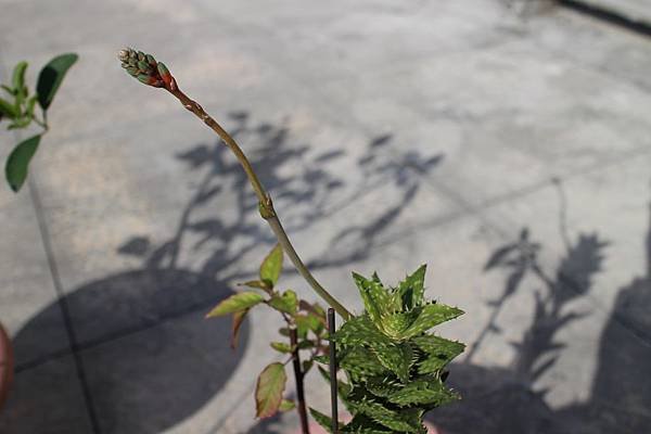 IMG_1151.JPG