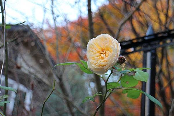 IMG_4628.JPG