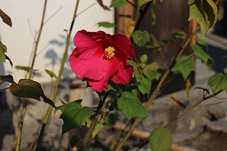 IMG_5108.JPG