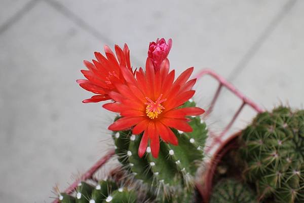 IMG_6019.JPG