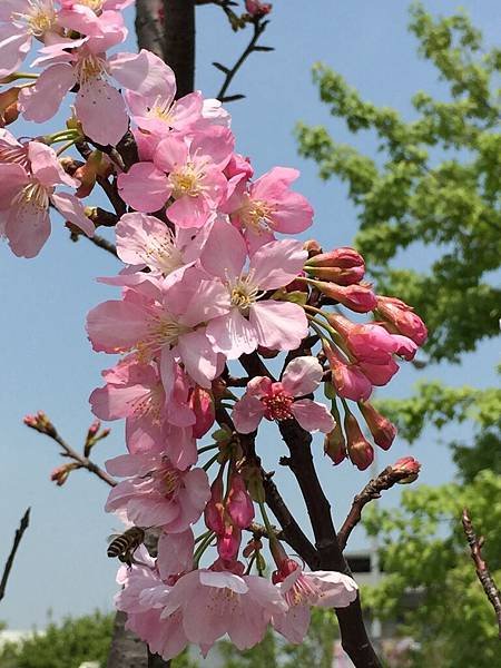 IMG_3005.JPG