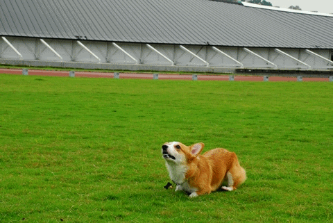 09043002.gif