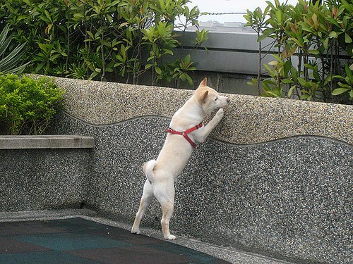 探險柴