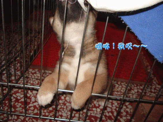 19.gif