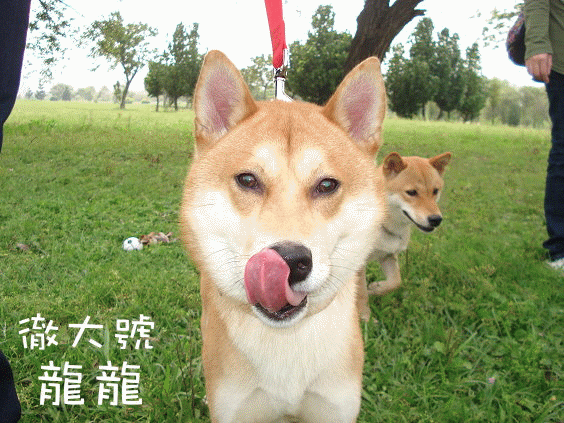 龍龍02.gif