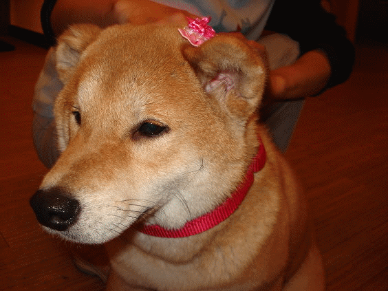 小路.gif