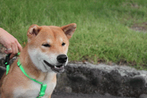 10.gif
