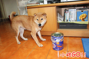 1.gif