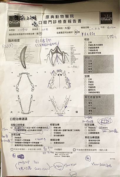 帶愛滋貓去拔牙 原典動物醫院(牙齒專科)