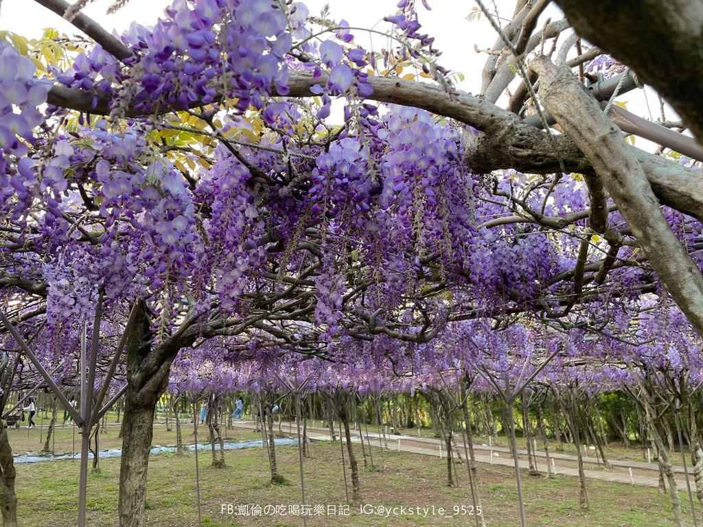 淡水紫藤花園咖啡園9.jpg