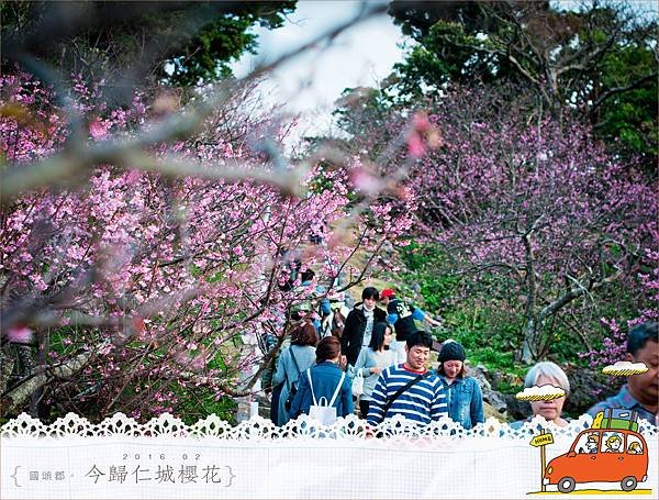 20160204今歸仁城櫻花013