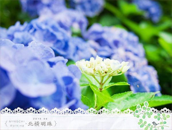 20160614北橫明池020.jpg