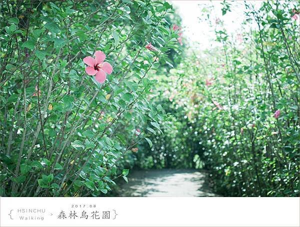 20170819森林鳥花園006.jpg
