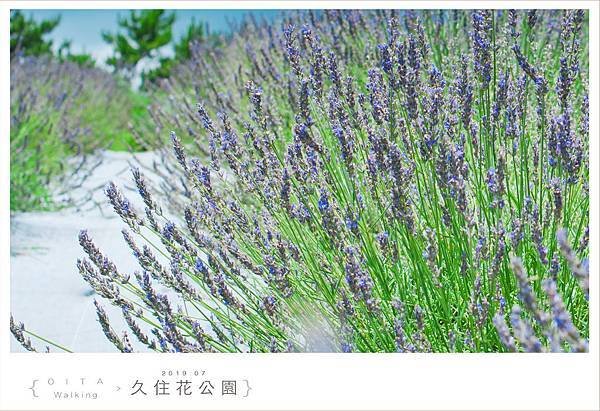 20190727久住花公園072.jpg