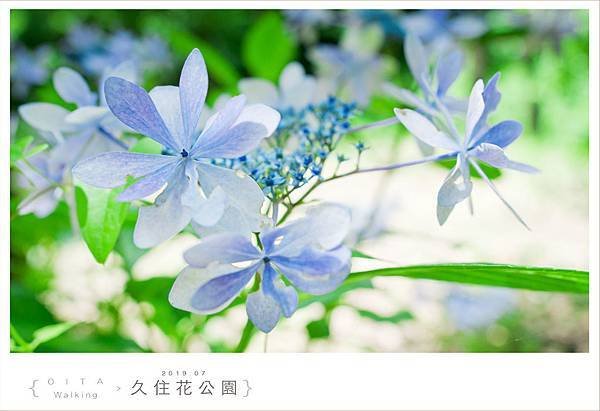 20190727久住花公園066.jpg