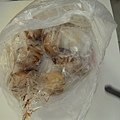DSCN0968.JPG