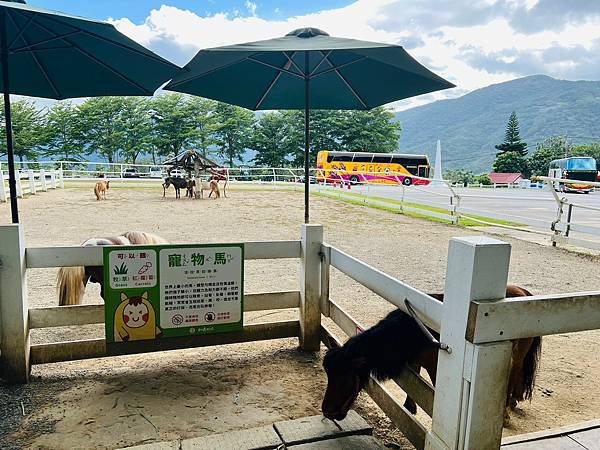​​【台東景點/卑南鄉】初鹿牧場-小孩能親切動物、玩耍放電好
