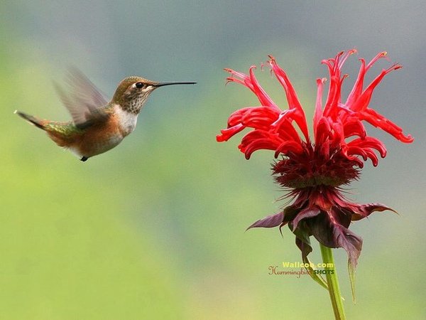 Hummingbird_Photo_Wallpaper_OAu_fs_wallcoo_com.jpg