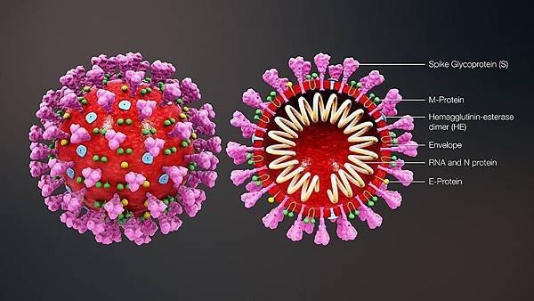 coronavirus-2019-1.jpg