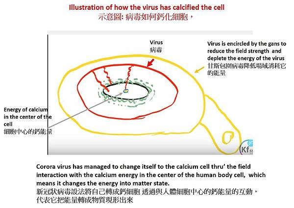 病毒如何鈣化細胞.jpg
