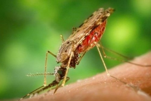 Malaria