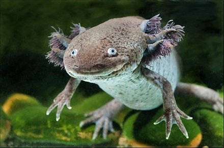 Salamander