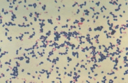 Gram-positive