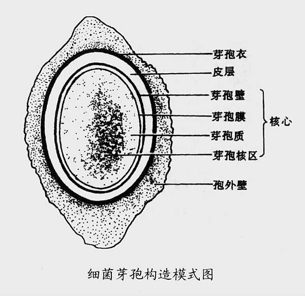 芽孢