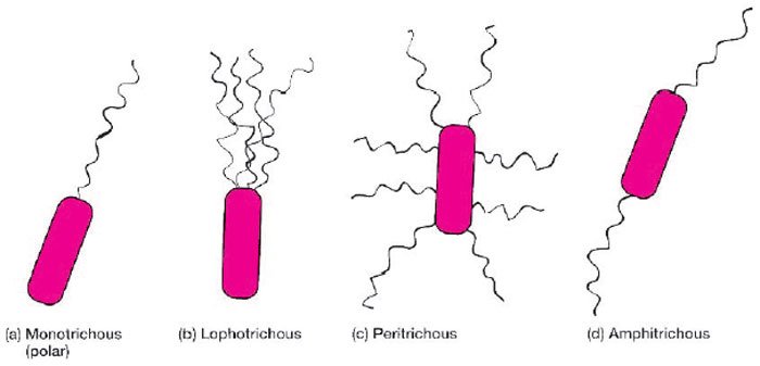 flagellar-arrangement-of-bacteria