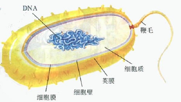 細菌的結構