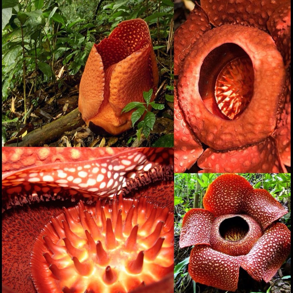 Rafflesia Arnoldii3