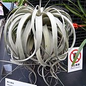 P1100920.JPG