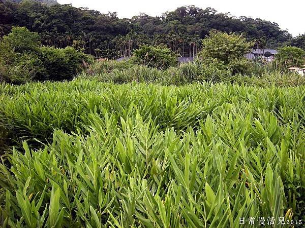 尚未盛開的野薑花公園