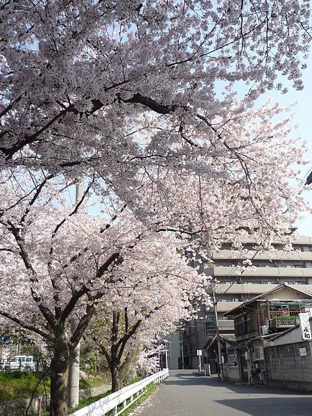 20110410  哲學之道&amp;白川 004.JPG
