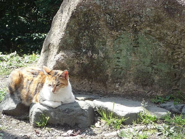 20110410  哲學之道&amp;白川 185.JPG