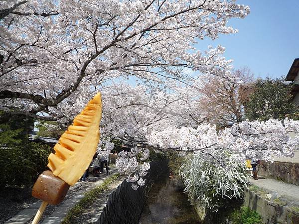 20110410  哲學之道&amp;白川 175.JPG