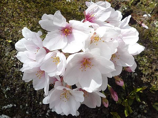 20110410  哲學之道&amp;白川 092.JPG