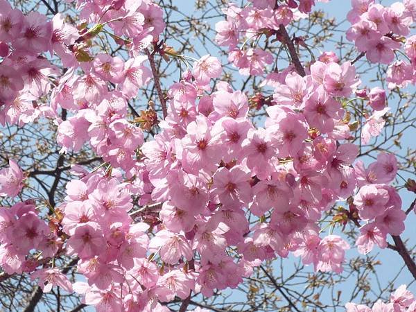 20110410  哲學之道&amp;白川 188.JPG