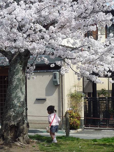 20110410  哲學之道&amp;白川 054.JPG