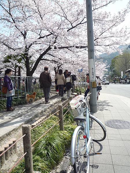 20110410  哲學之道&amp;白川 118.JPG